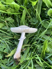 Leucoagaricus leucothites