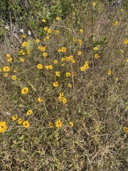 Coreopsis linifolia