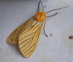 Pseudischnocampa nervosa