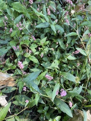 Persicaria longiseta