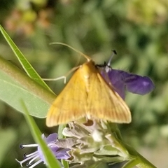 Pyrausta pseudonythesalis