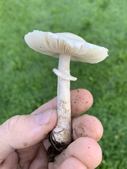 Leucoagaricus leucothites