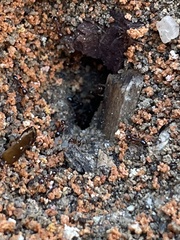 Pheidole obscurithorax