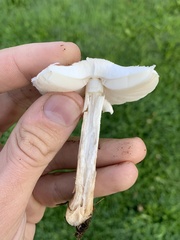 Leucoagaricus leucothites