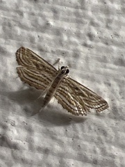 Parapoynx fluctuosalis