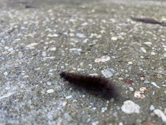 Spilosoma lubricipeda