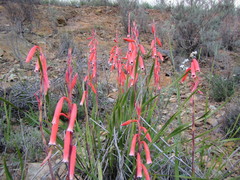 Watsonia aletroides