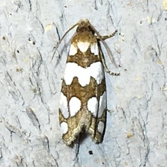 Pelochrista quinquemaculana