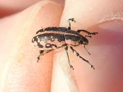 Eudiagogus rosenschoeldi