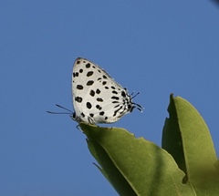 Tajuria maculata