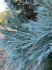 Sequoiadendron
