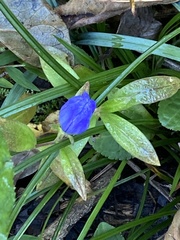 Gentiana saponaria