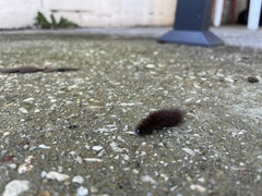 Spilosoma lubricipeda