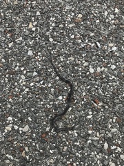 Diadophis punctatus