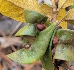Dryocosmus juliae