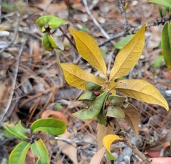 Dryocosmus juliae