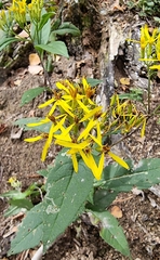 Senecio ovatus