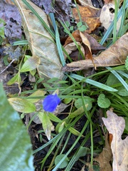 Gentiana saponaria