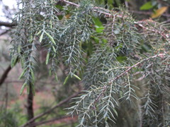 Juniperus cedrus