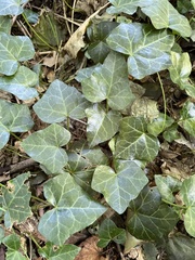 Hedera