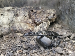 Cyclommatus metallifer