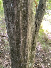 Carpinus