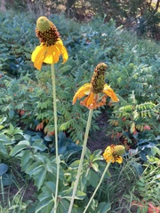 Rudbeckia maxima