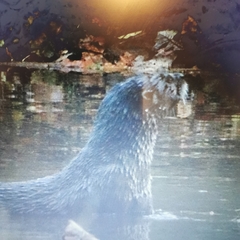 Lontra canadensis