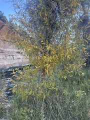 Populus angustifolia