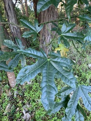 Brachychiton acerifolius