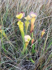 Sarracenia flava