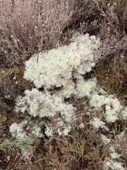 Cladonia portentosa