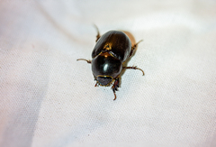 Pentodontini