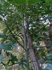 Brachychiton acerifolius