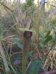 Sarracenia alata