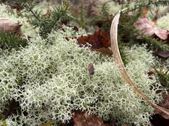 Cladonia portentosa
