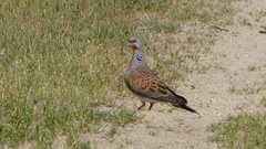 Streptopelia turtur