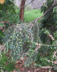 Juniperus cedrus