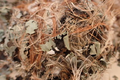 Nectariniidae