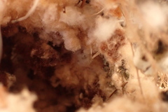 Nectariniidae