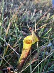Sarracenia flava