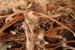 Nectariniidae