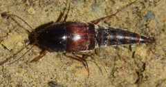 Sepedophilus marshami