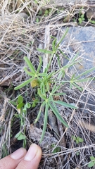 Lupinus angustifolius