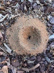 Pheidole obscurithorax