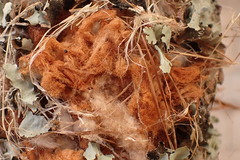 Nectariniidae