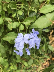 Plumbago auriculata