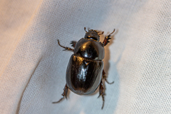 Pentodontini
