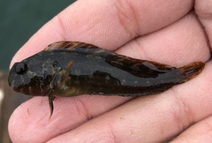 Hypsoblennius gentilis