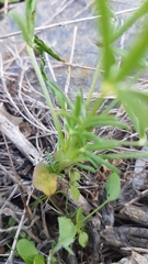 Lupinus angustifolius